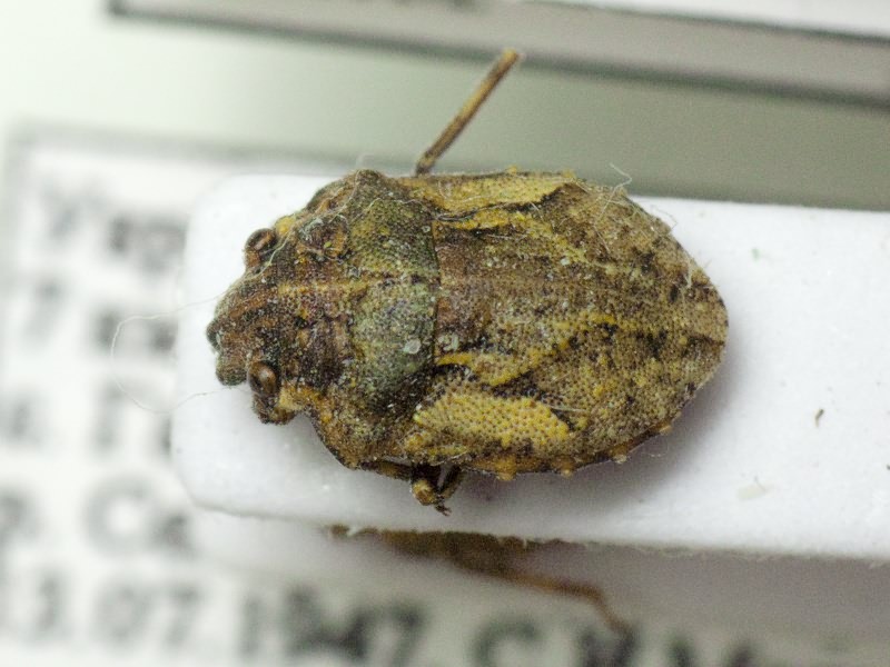 Phimodera humeralis (Dalman, 1823)